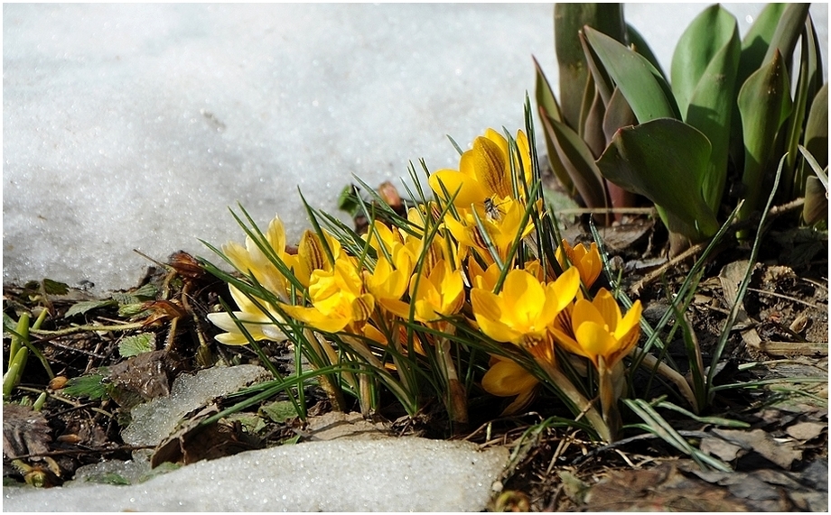 Die ersten Krokusse