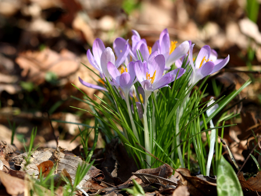 Die ersten Krokusse...