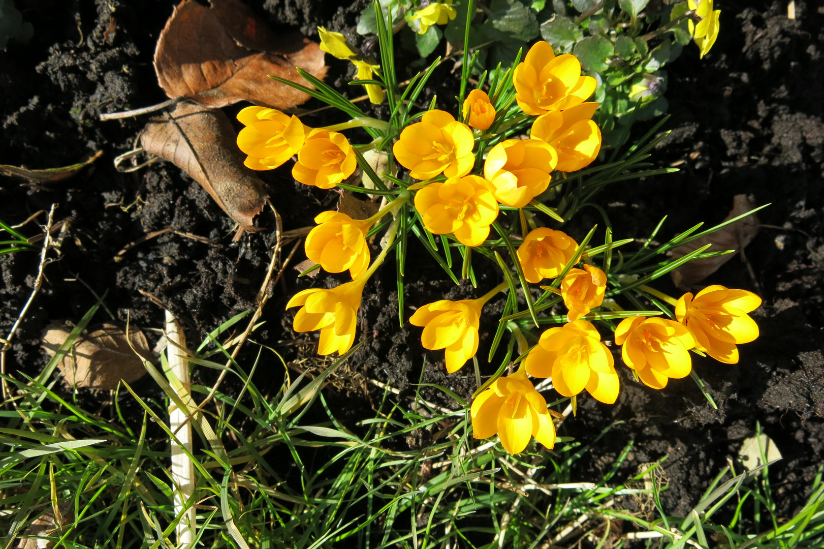 Die ersten Krokusse