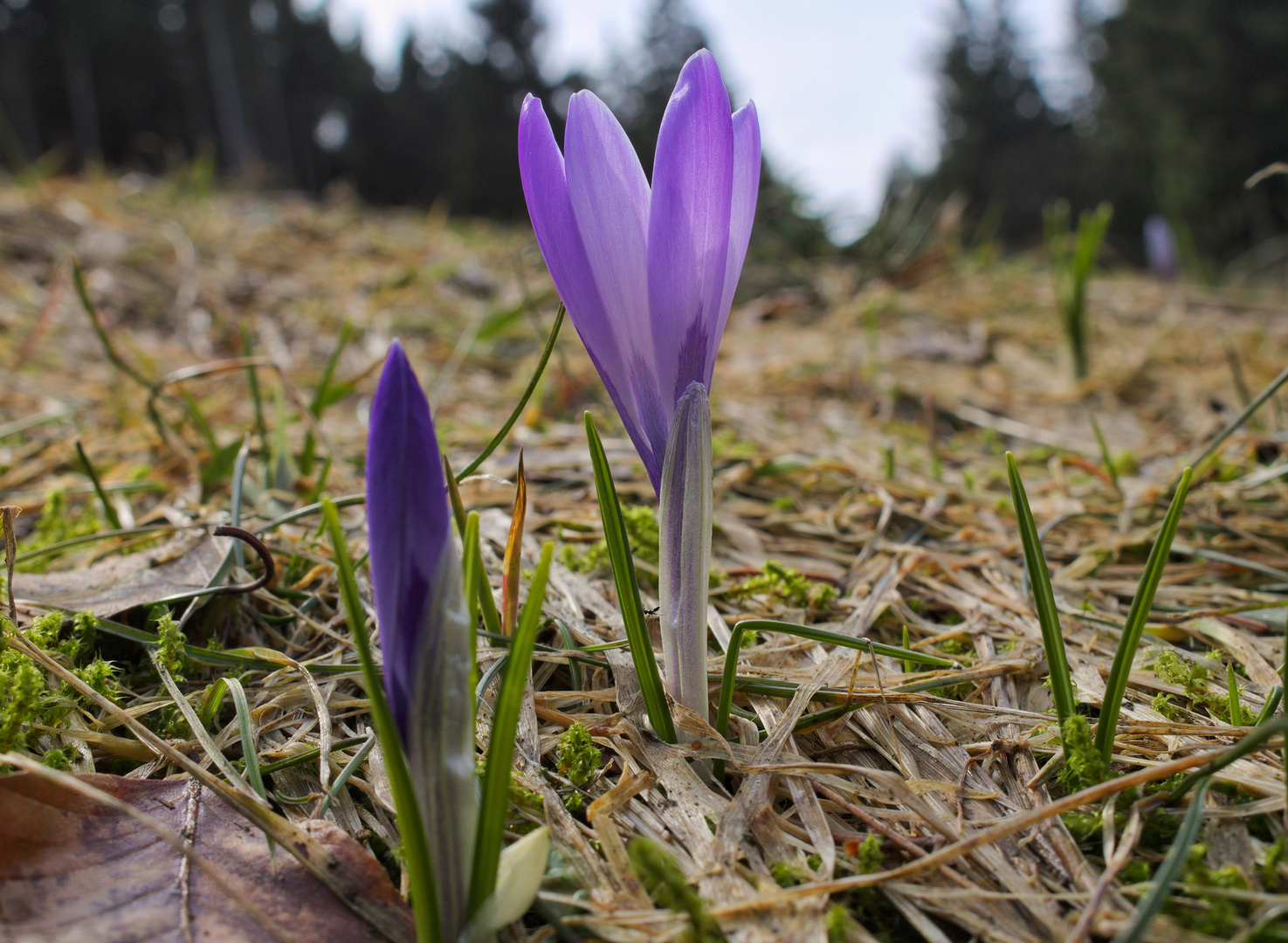 Die ersten Krokusse