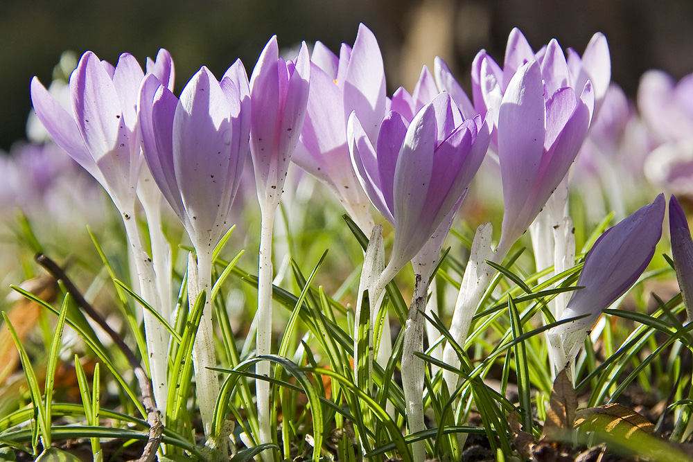 Die ersten Krokusse