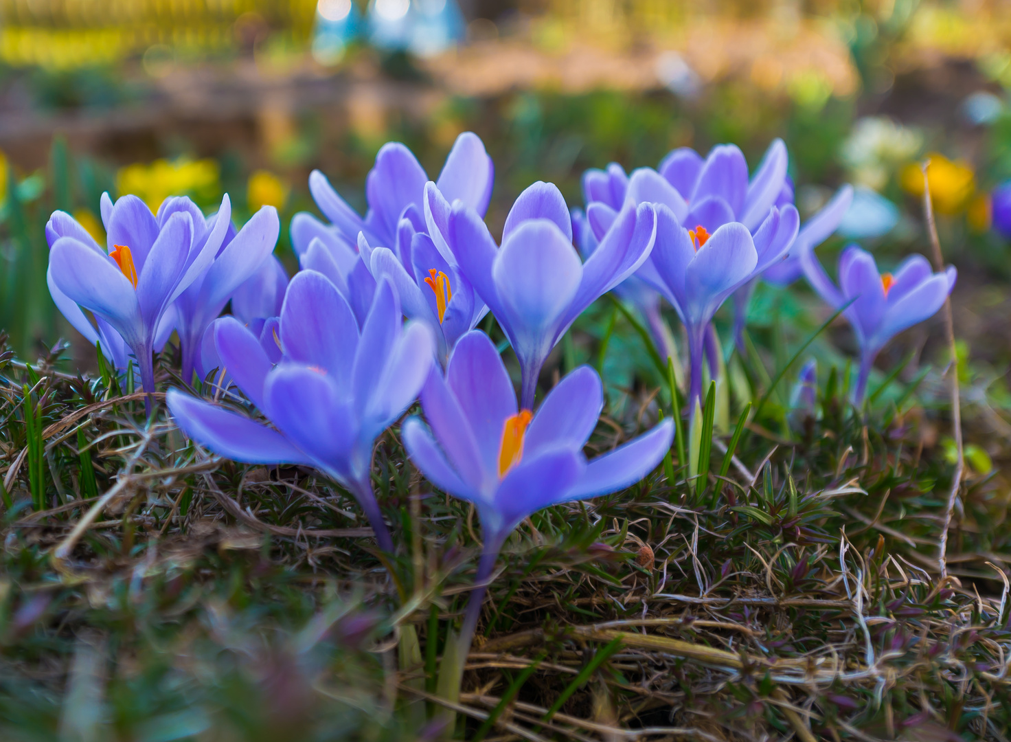 Die ersten Krokusse