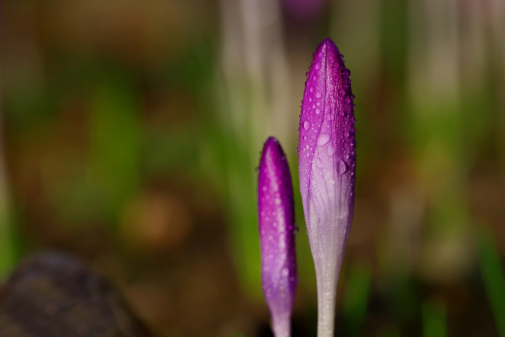 die ersten Krokusse