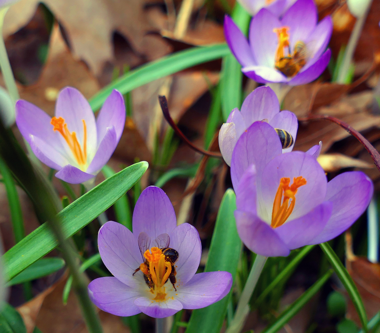 Die ersten Krokusse