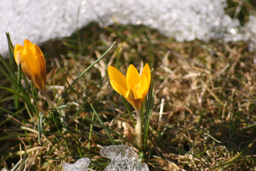 Die ersten Krokusse