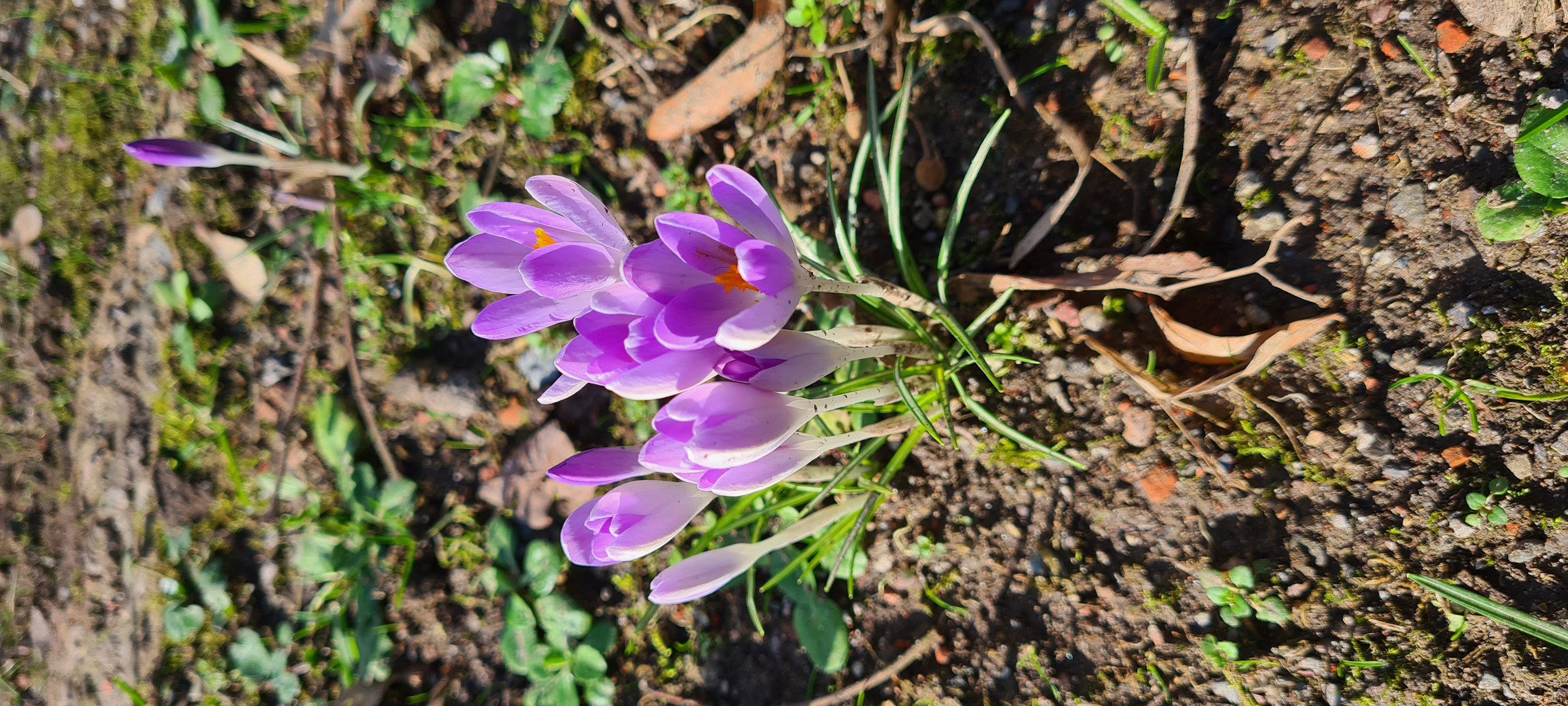 Die ersten Krokusse