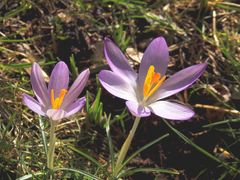 Die ersten Krokusse blühen