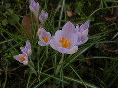 Die ersten Krokusse blühen ....