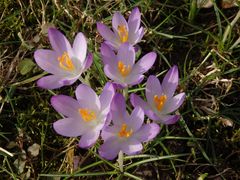 Die ersten Krokusse blühen