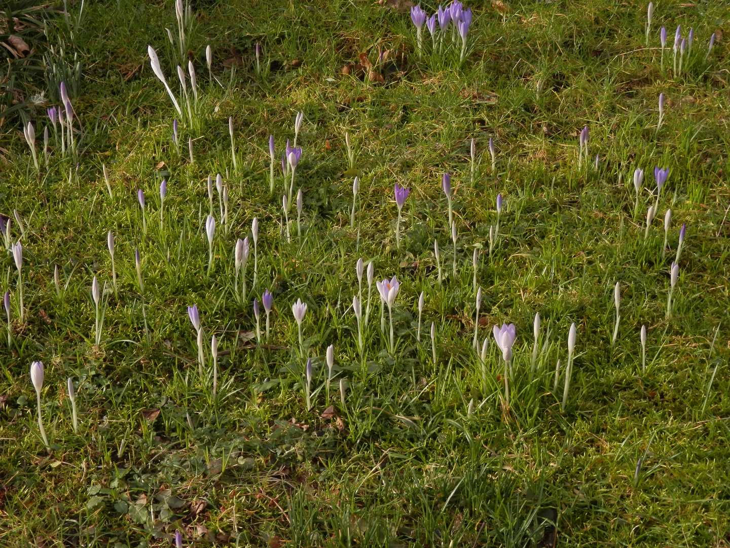 Die Ersten Krokusse Bluhen Foto Bild Pflanzen Pilze