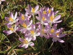 Die ersten Krokusse blühen