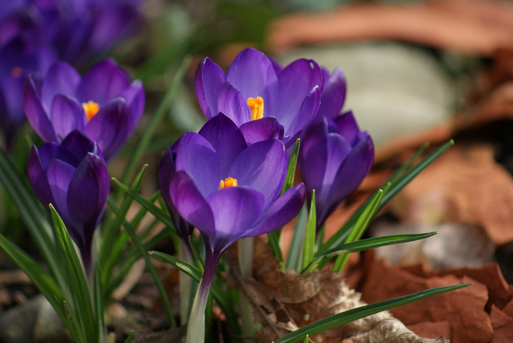 Die ersten Krokusse - der Frühling ist DA!!