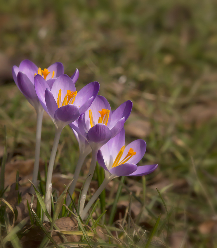 Die ersten Krokusse