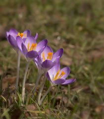 Die ersten Krokusse