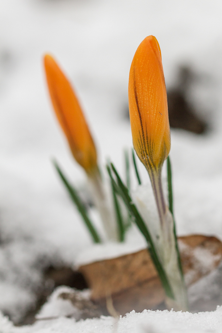 Die ersten Krokusse