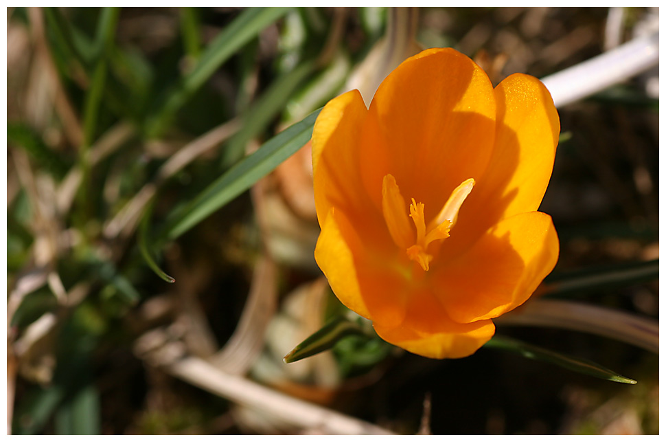 Die ersten Krokusse....