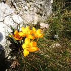 Die ersten Krokusse heute bei der wärmenden Sonne !