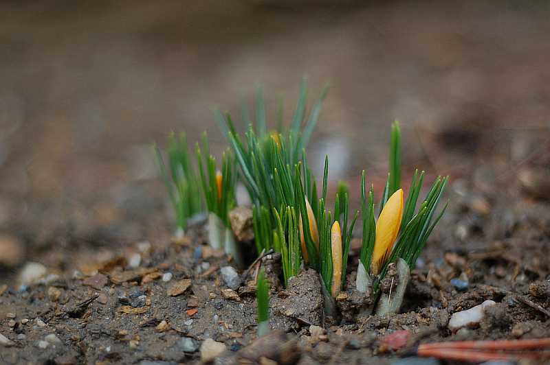 die ersten Krokusse im Erzgebirge