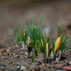 die ersten Krokusse im Erzgebirge