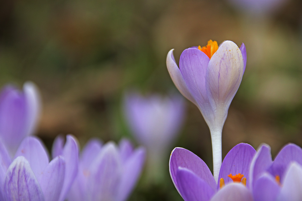 die ersten Krokusse in diesem Jahr