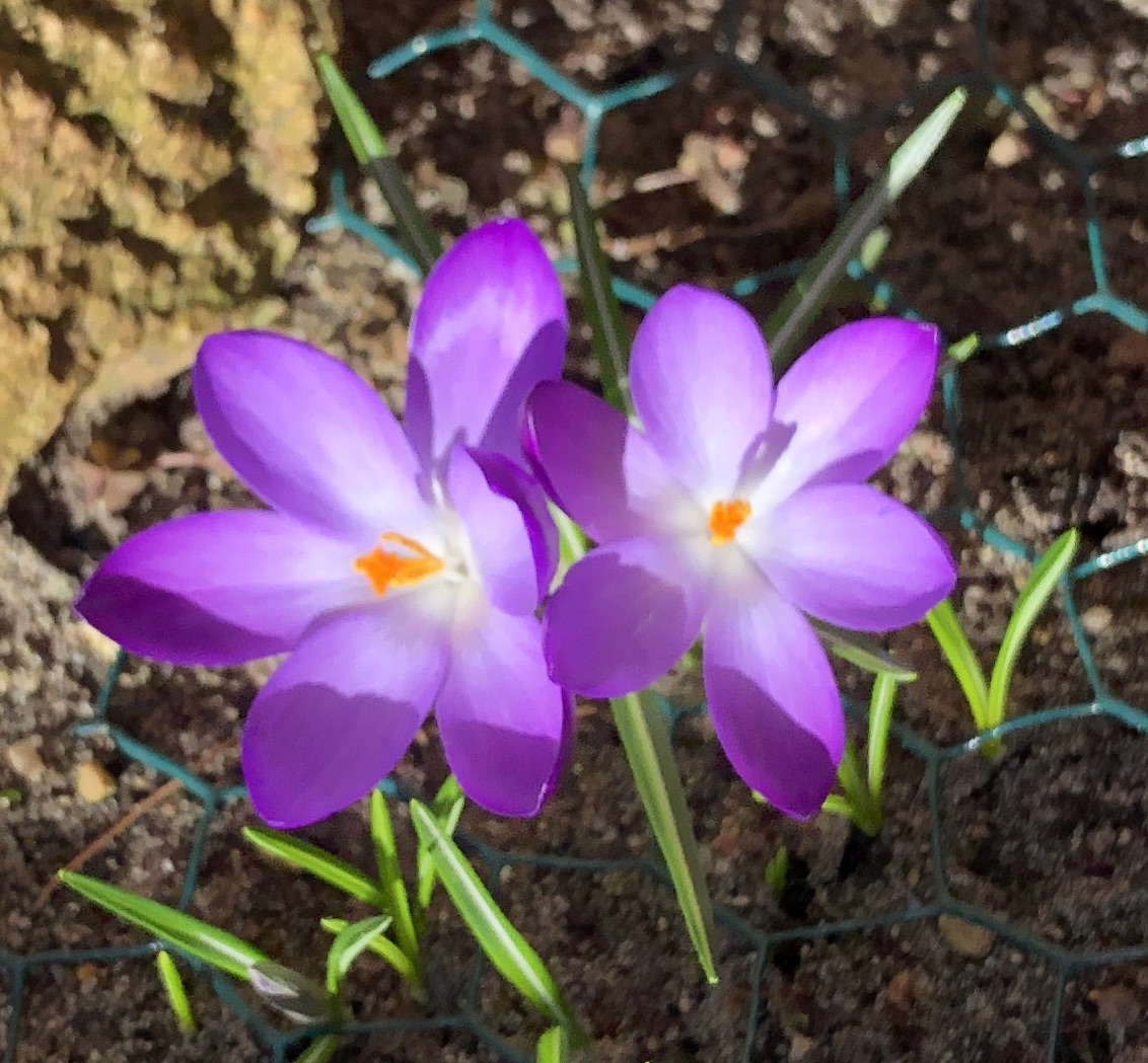 Die ersten Krokusse in meinem Gärtchen...