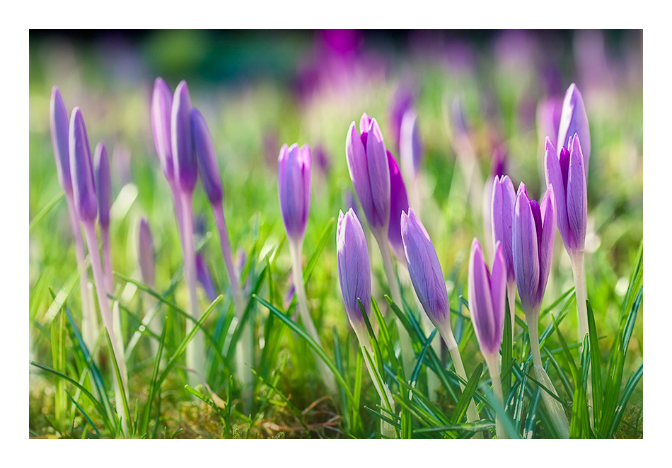 die ersten Krokusse in meinem Garten....