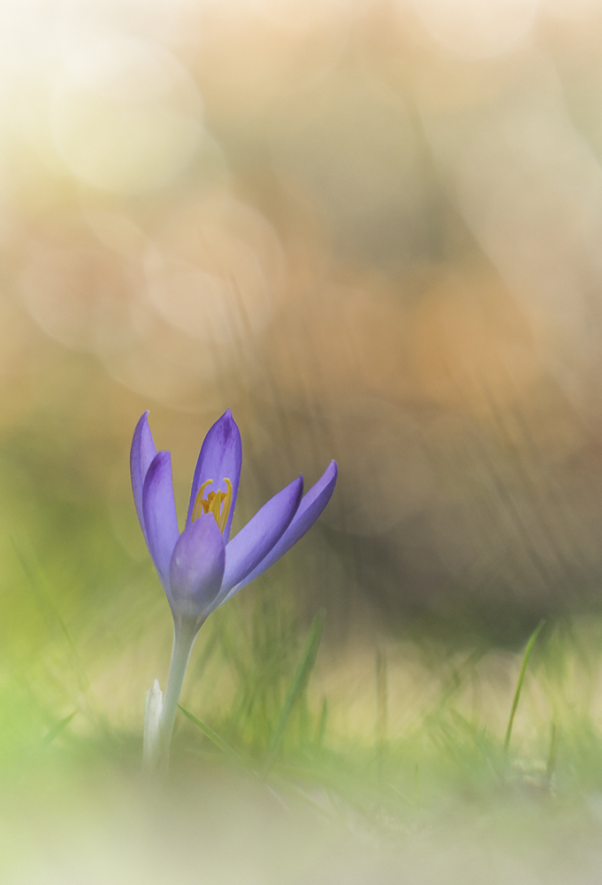 Die ersten Krokusse sind da