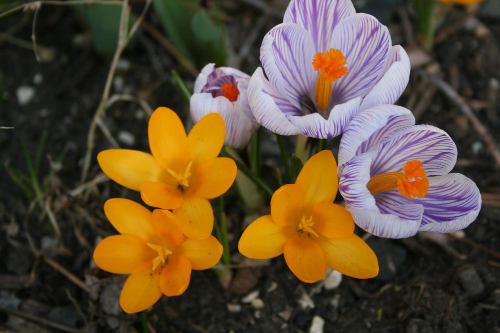 die ersten Krokusse sind da