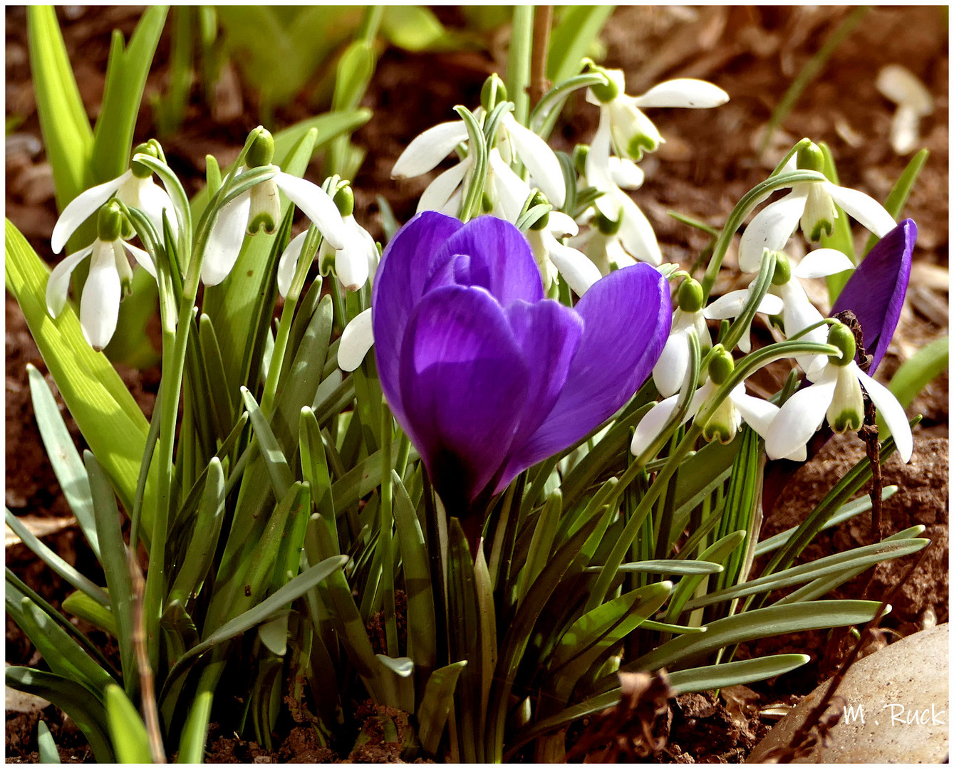 Die ersten Krokusse  sind erblüht 