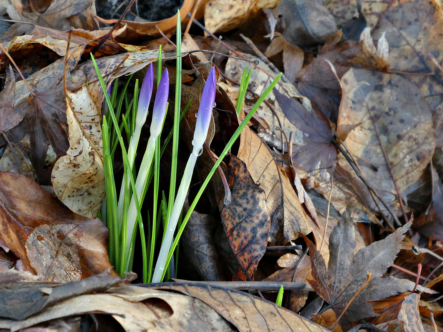 Die ersten Krokusse sind schon da - 17.01.2023