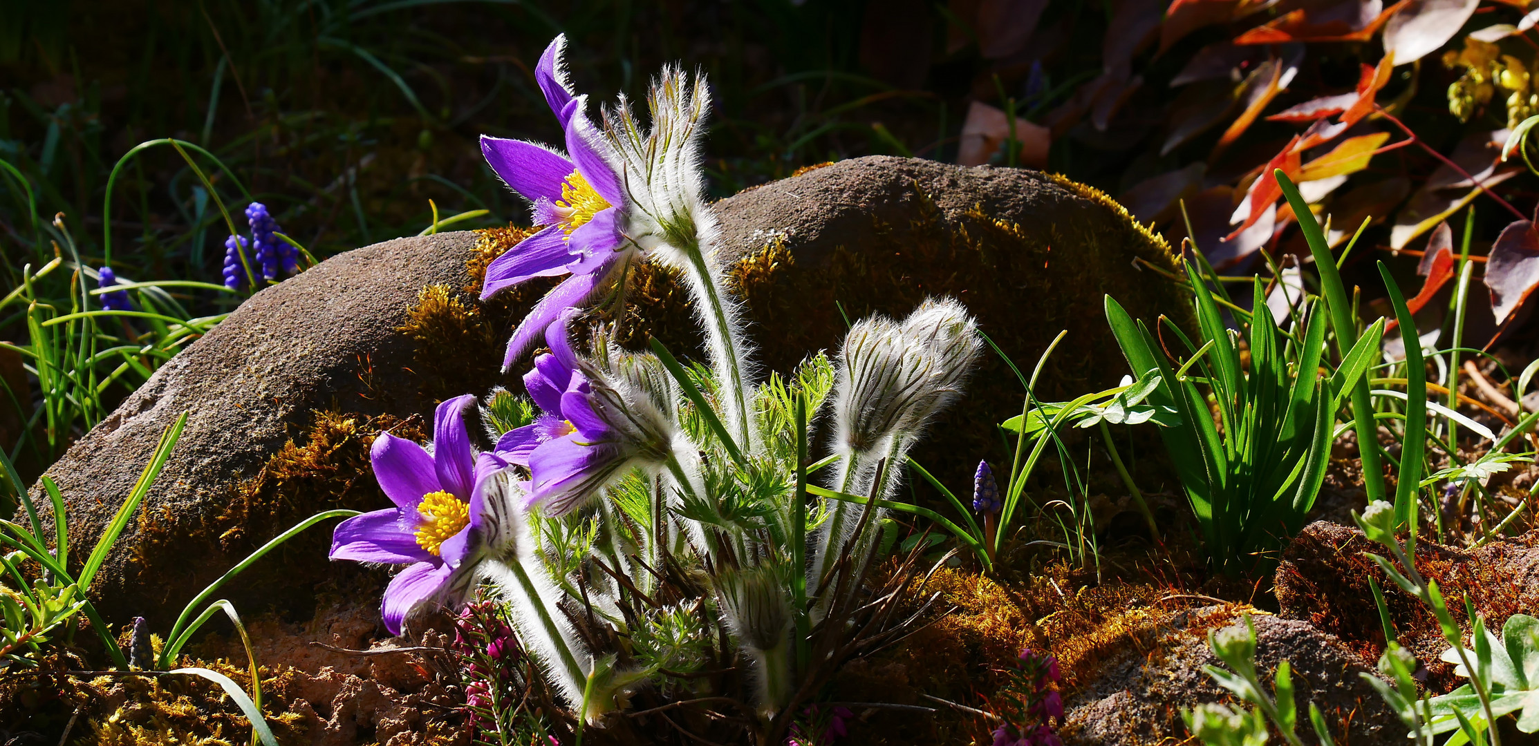 Die ersten Küchenschellen im Garten