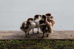 Die ersten Küken sind da, Ratespiel für Ornithologen.