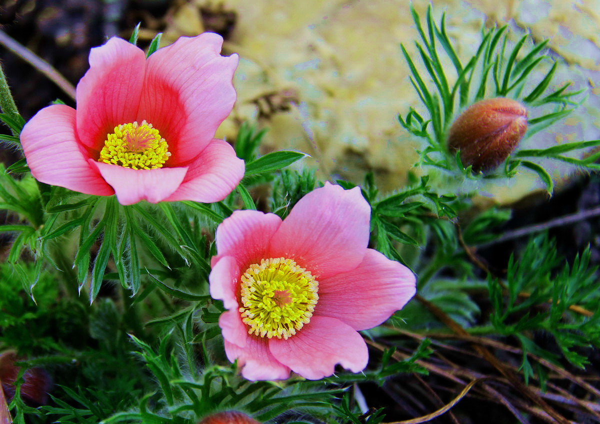 Die ersten Kuhschellen in meinem Garten