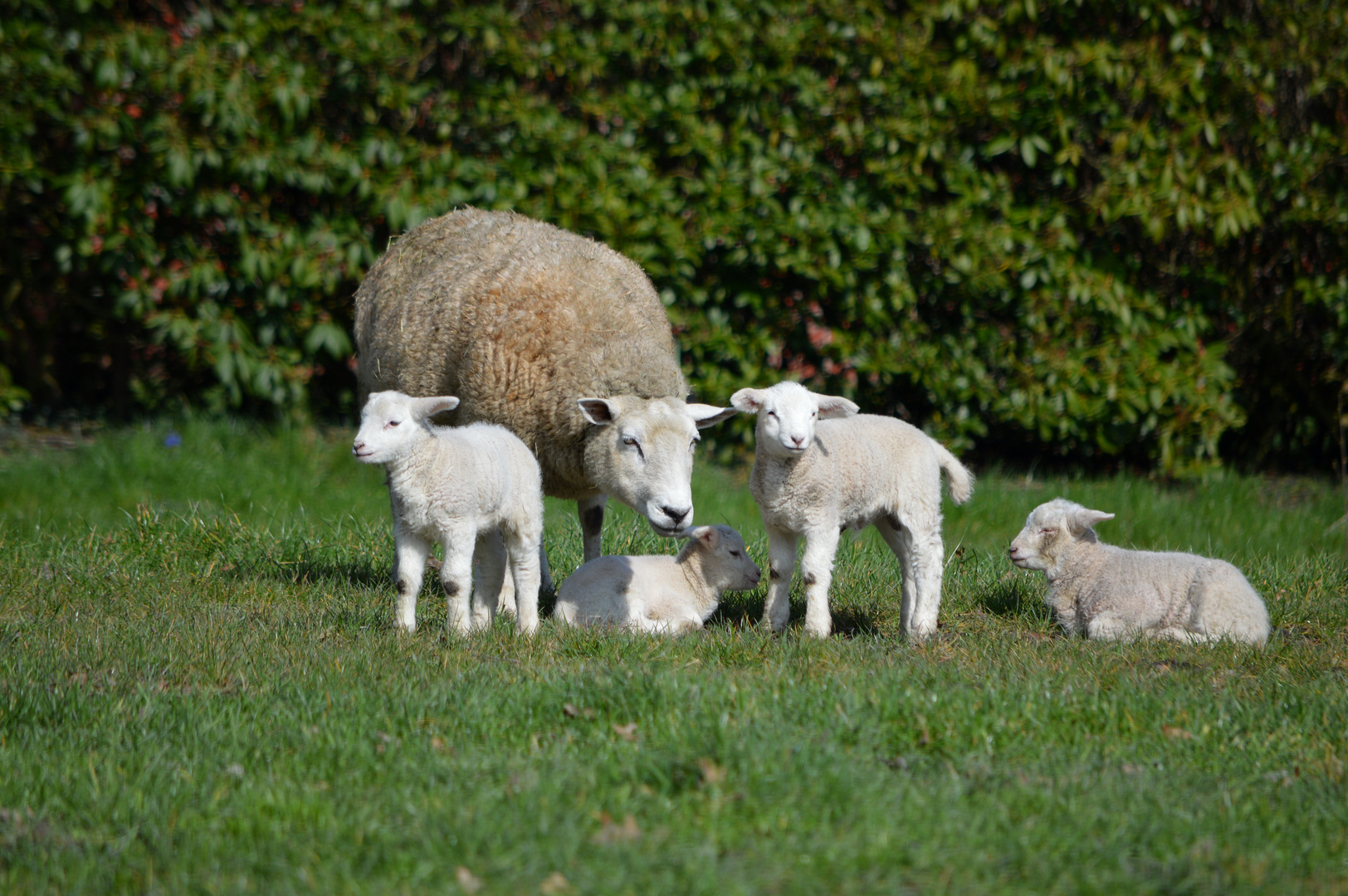 Die ersten Lämmer dieses Jahr... Der Frühling kommt