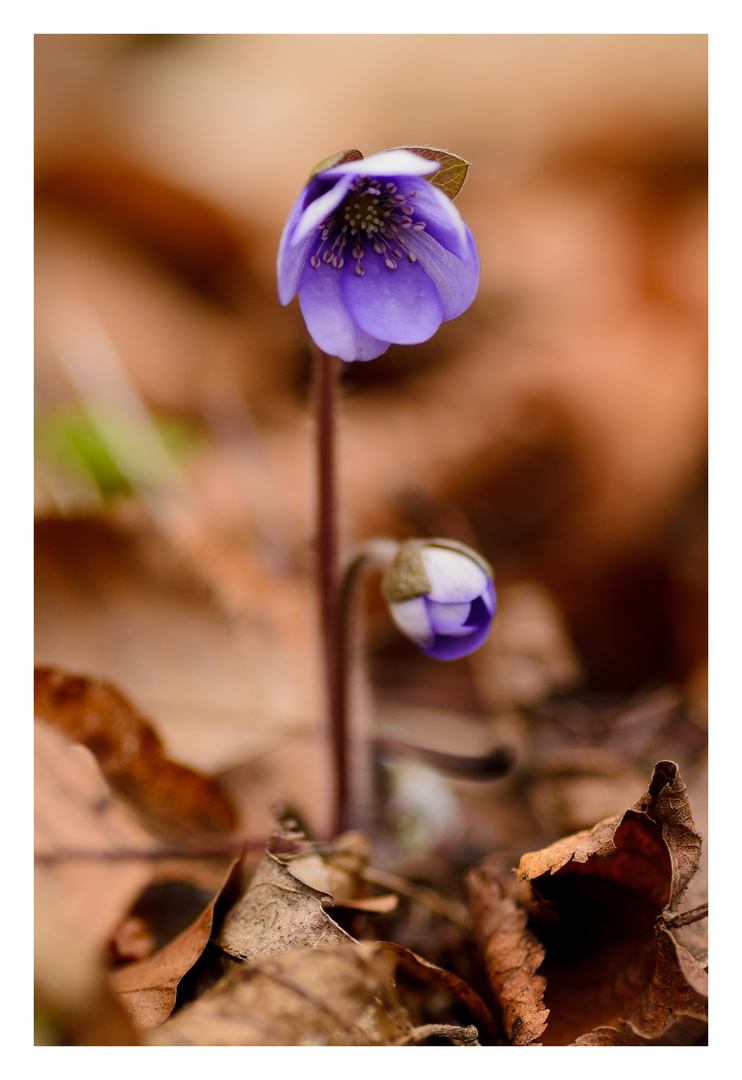 Die ersten Leberblümchen