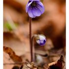 Die ersten Leberblümchen