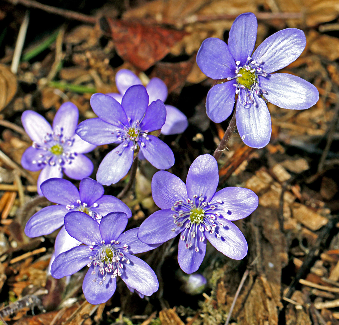 Die ersten Leberblümchen