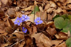 Die ersten Leberblümchen...