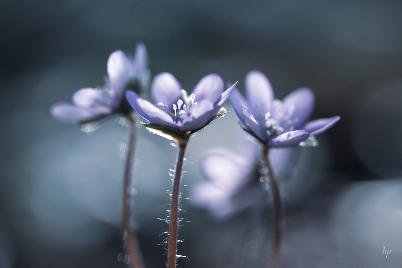 Die ersten Leberblümchen im Garten