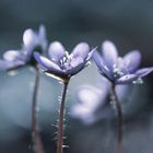 Die ersten Leberblümchen im Garten