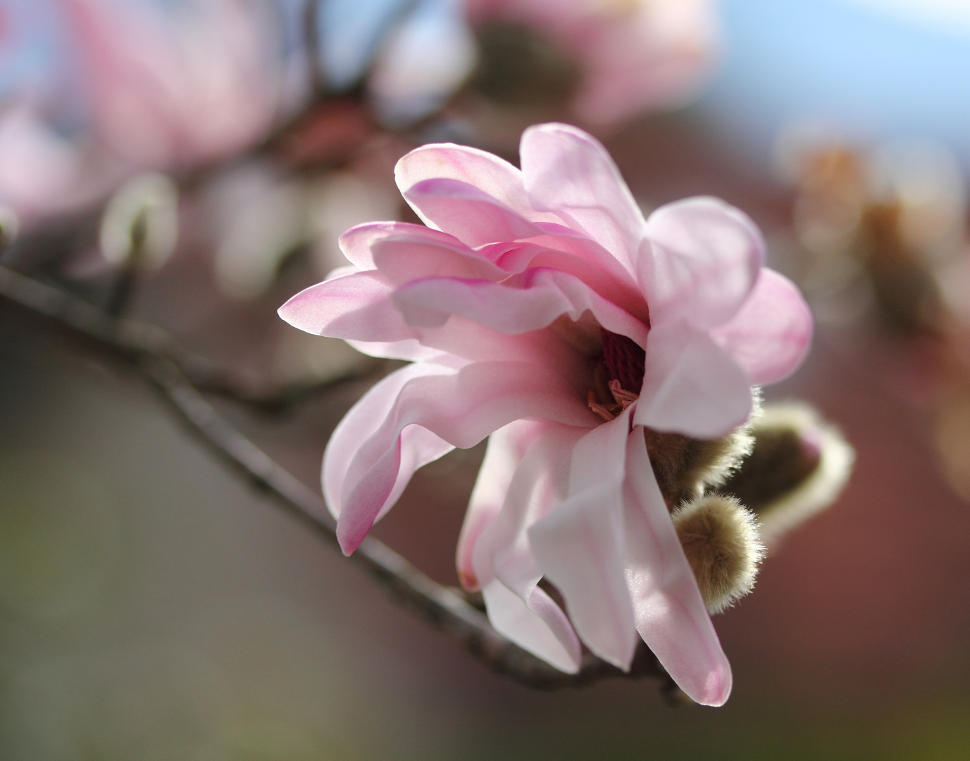 Die ersten Magnolien blühen