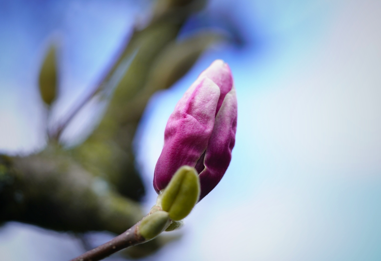 Die ersten Magnolienknospen gehen langsam auf!