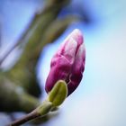 Die ersten Magnolienknospen gehen langsam auf!