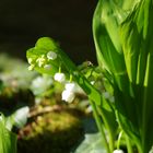 Die ersten Maiglöckchen in der Morgensonne