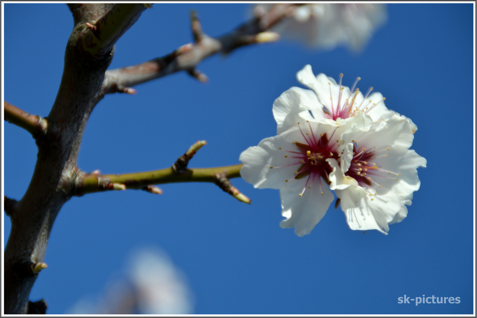 Die ersten Mandelblüten...