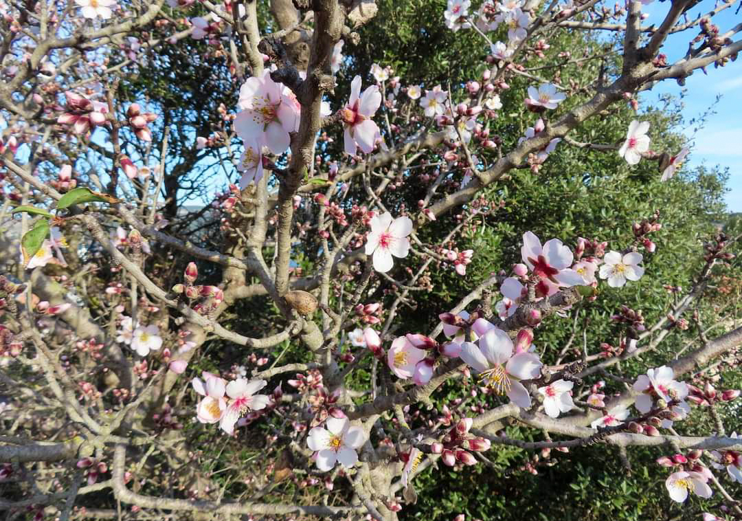 Die ersten Mandelblüten 30.01.2023 (Foto von meinem Freund Pièrre)