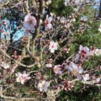 Die ersten Mandelblüten 30.01.2023 (Foto von meinem Freund Pièrre)