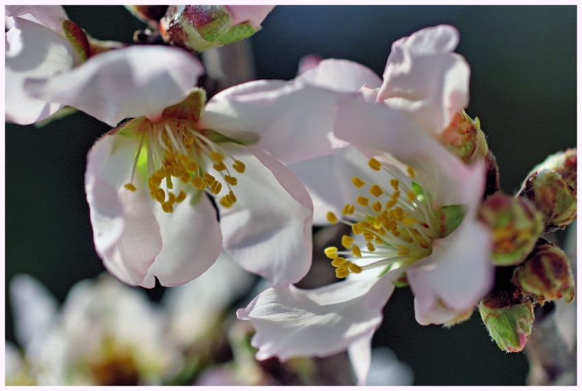 die ersten Mandelblüten