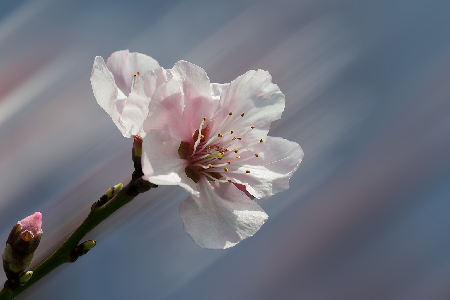 Die ersten Mandelblüten