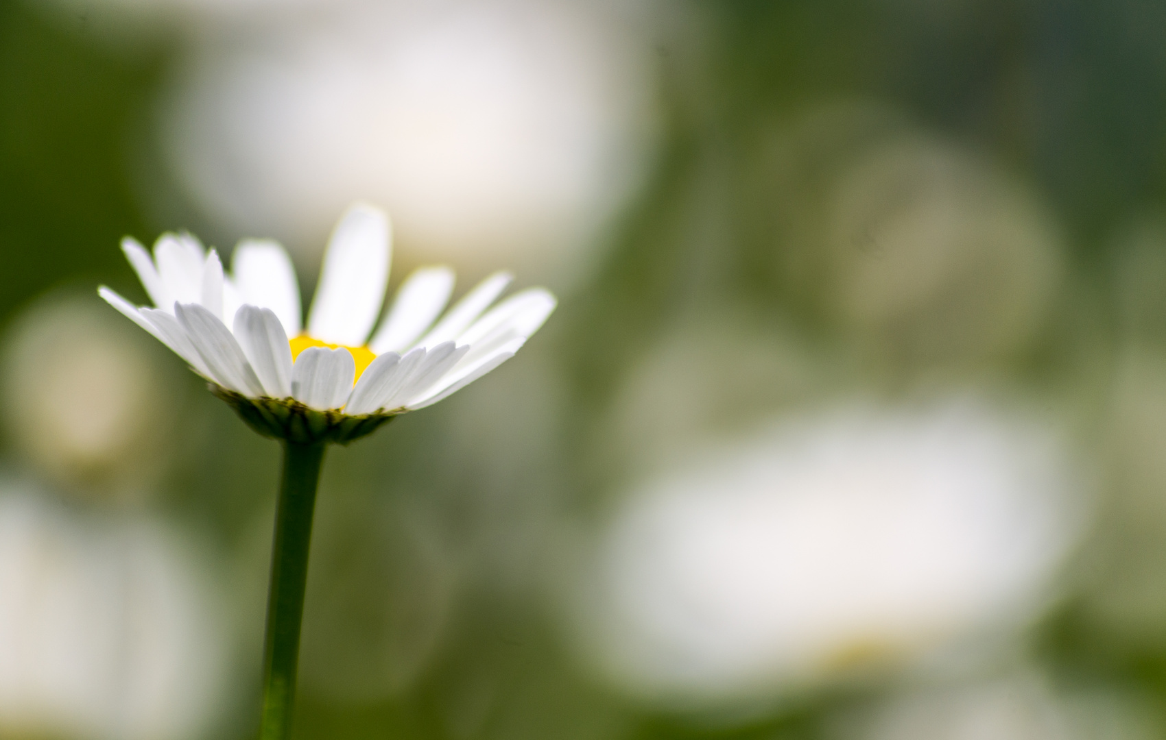 Die ersten Margeriten